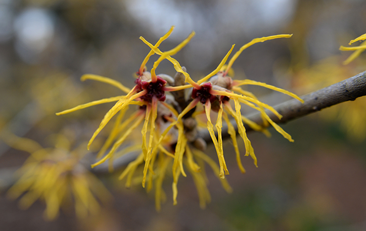 Witch Hazel, the super shrub!